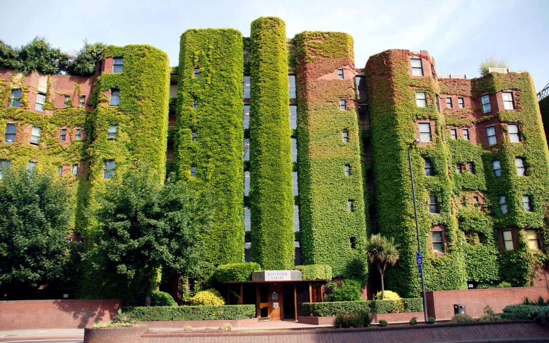 Como hacer un jardín vertical en galicia