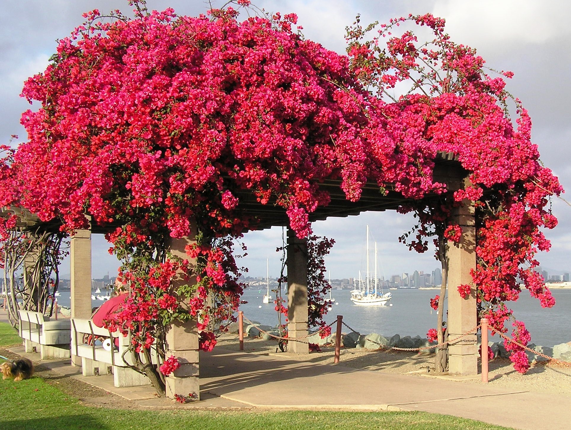 Cuidados de la buganvilla - Nuevos Jardines | Jardinería | Lugo | A Coruña  | Ourense