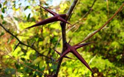 ACACIA DE TRES ESPINAS