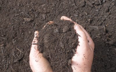 Tipos de sustratos para el jardín