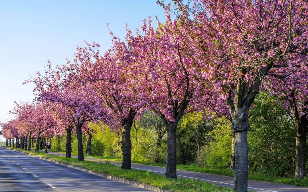 Tareas en Abril en el Jardín