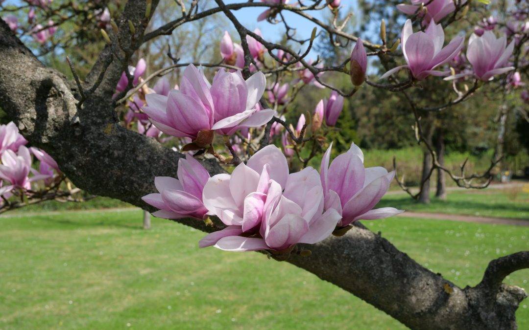 Marzo en el Jardín