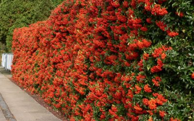 La Pyracantha