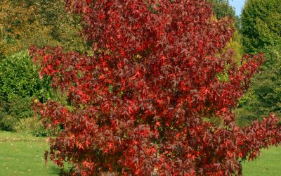 Curiosidades sobre el liquidambar