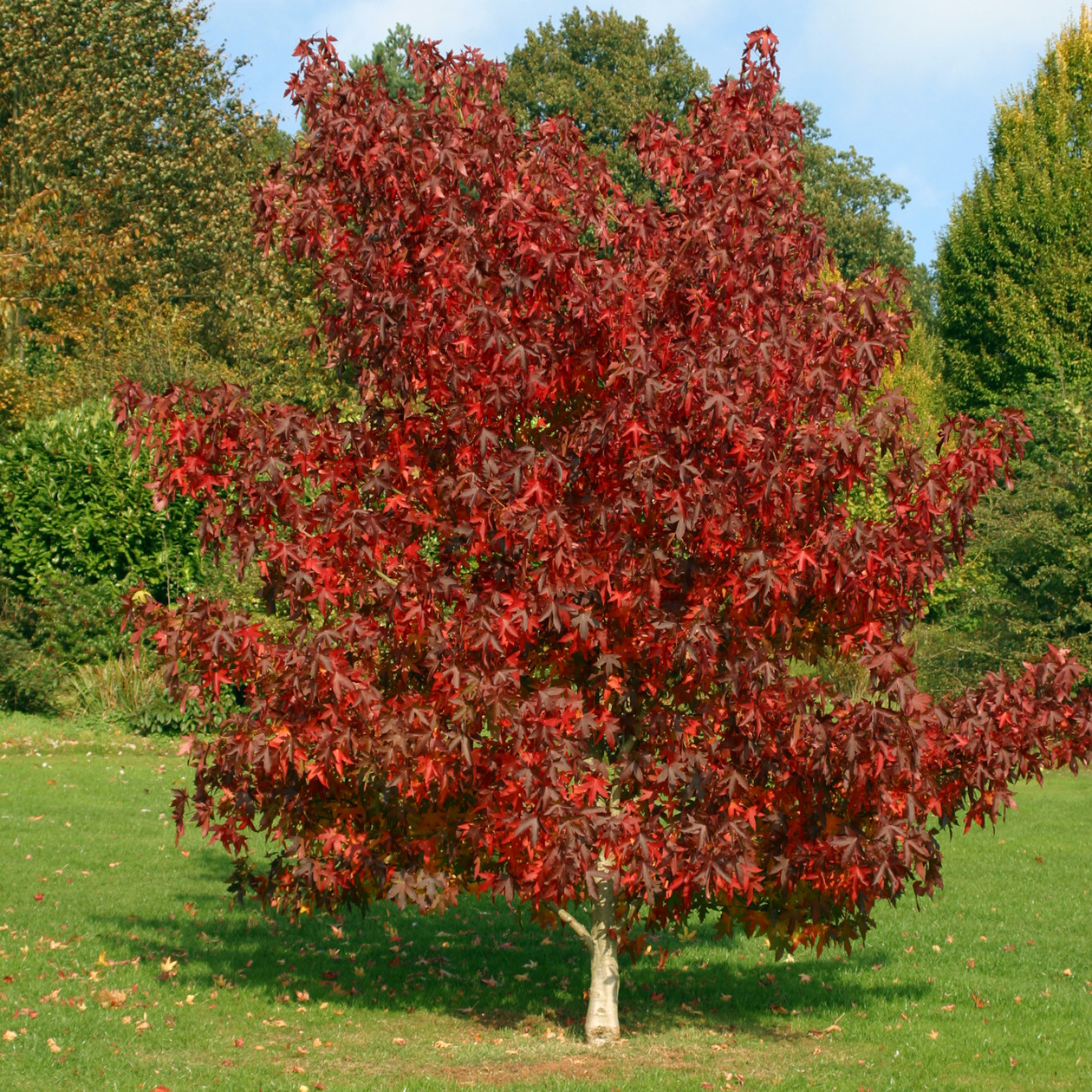 Curiosidades sobre el liquidambar - Nuevos Jardines | Jardinería | Lugo ...