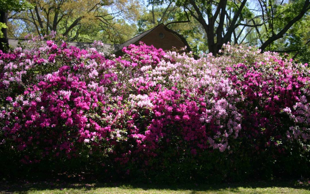 Curiosidades de la azalea - Nuevos Jardines | Jardinería | Lugo | A Coruña  | Ourense