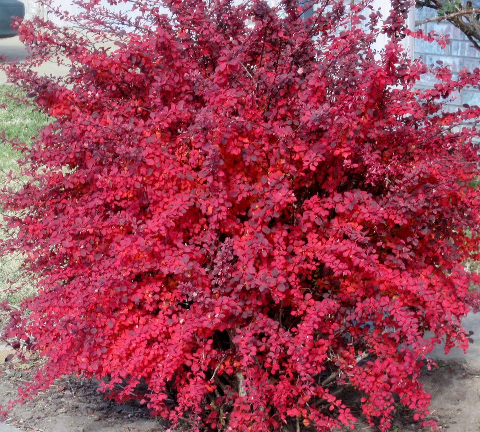 Barberry Bush Rose Glow