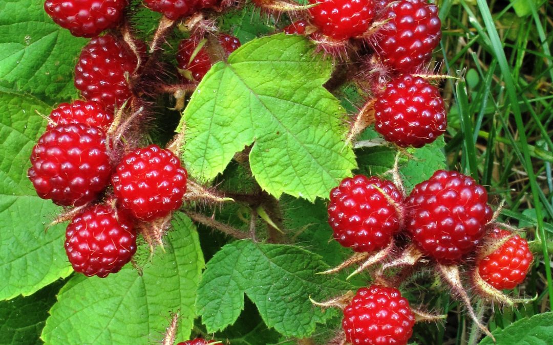 Cultivar frutos rojos en el jardín