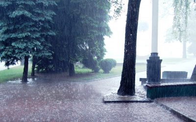 Problemas del exceso de agua en el jardín