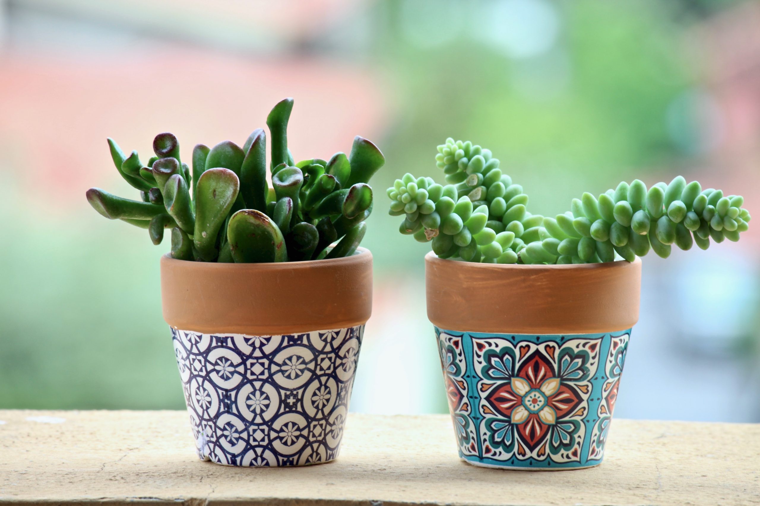 Curiosidades sobre los cáctus - Nuevos Jardines | Jardinería | Lugo | A ...